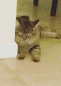 Whiskers joined the competition — help win amazing prizes! carnivore, cat, claw, domestic_short_haired_cat, fawn, felidae, floor, flooring, fur, hardwood, paw, small_to_medium_sized_cats, snout, square, tail, terrestrial_animal, whiskers, wildlife, wood