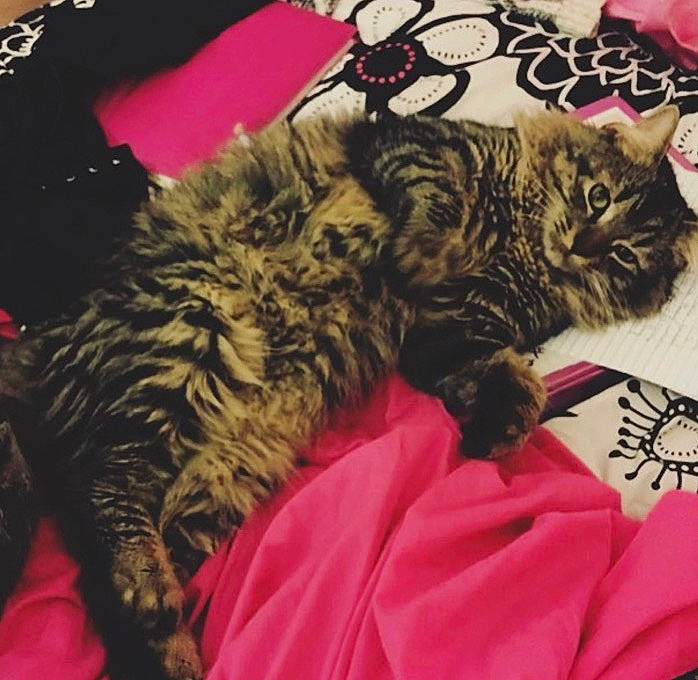 Whiskers is registered to the contest to win money with this photo: bed, bedding, carnivore, cat, claw, comfort, couch, domestic_short_haired_cat, felidae, fur, linens, magenta, nap, paw, pink, sleep, small_to_medium_sized_cats, snout, tail, whiskers
