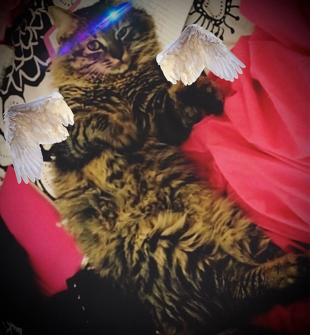 Whiskers joined the competition — help win amazing prizes! canidae, carnivore, cat, cg_artwork, claw, darkness, event, feather, felidae, fur, pattern, paw, petal, plant, room, sleeve, small_to_medium_sized_cats, tail, whiskers, wing