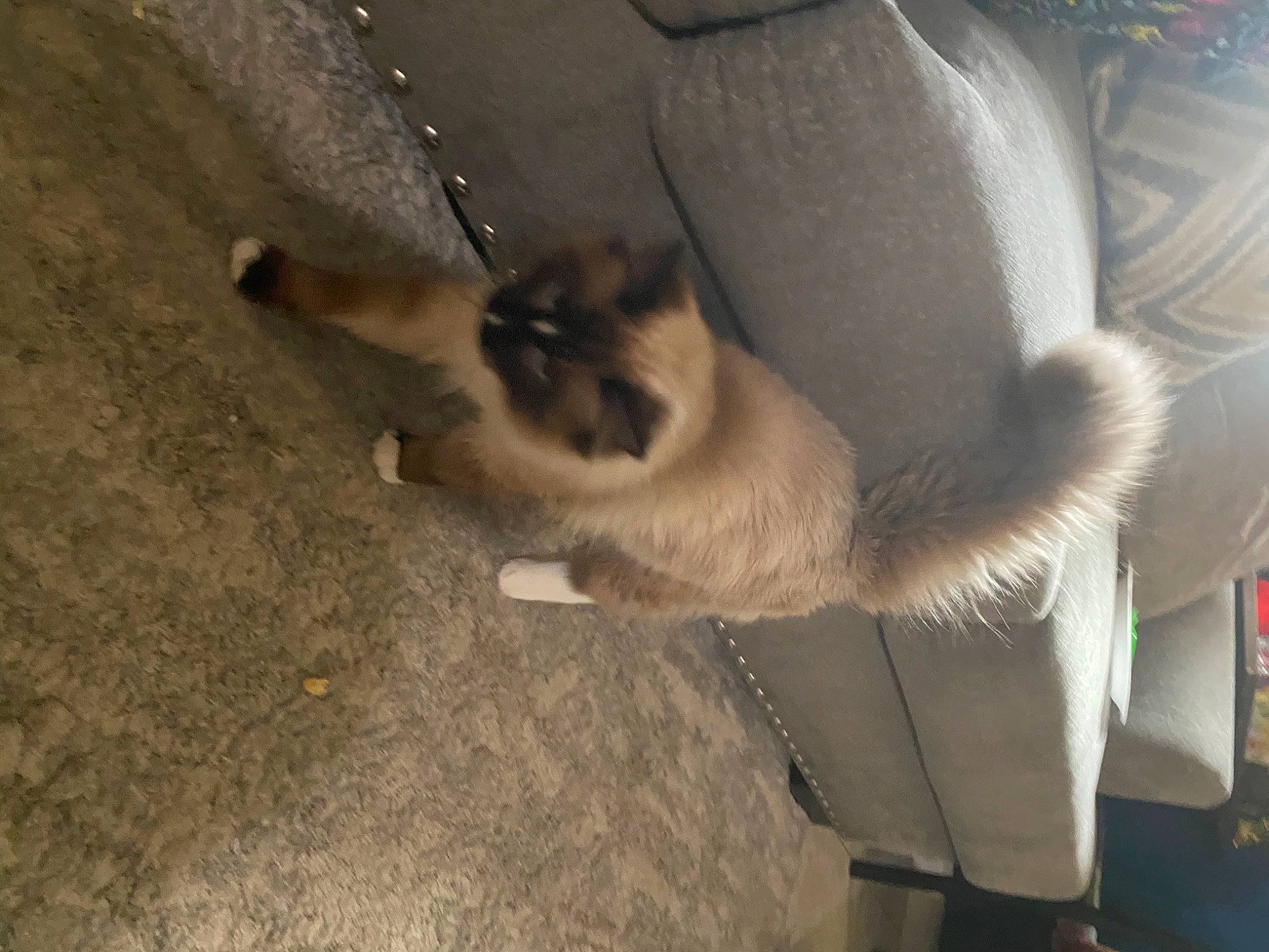 Fluffyluu is registered to the contest to win money with this photo: balinese, birman, carnivore, cat, fawn, felidae, fur, mammal, siamese, small_to_medium_sized_cats, snout, tail, vertebrate, whiskers