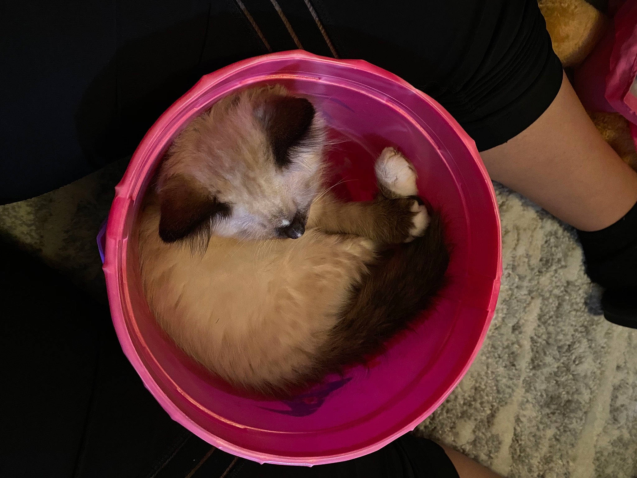 Fluffyluu joined the competition — help win amazing prizes! balinese, basket, canidae, carnivore, cat, cat_supply, comfort, companion_dog, dog_breed, fawn, felidae, fur, nap, pet_supply, small_to_medium_sized_cats, snout, sporting_group, tail, toy_dog, whiskers