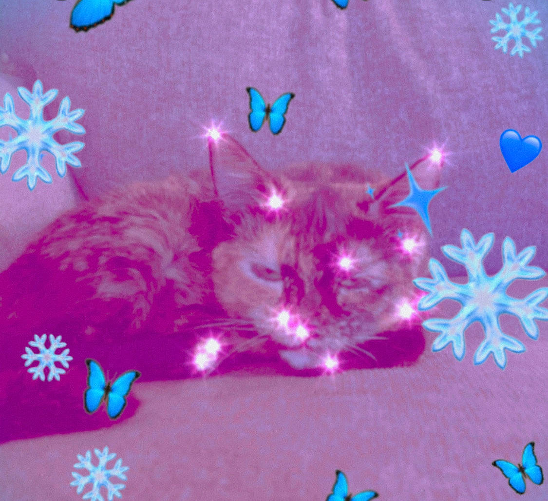 Nilly joined the competition — help win amazing prizes! art, butterfly, cat, christmas_ornament, decoration, electric_blue, event, felidae, font, magenta, organism, ornament, pattern, petal, pink, purple, small_to_medium_sized_cats, space, violet, whiskers