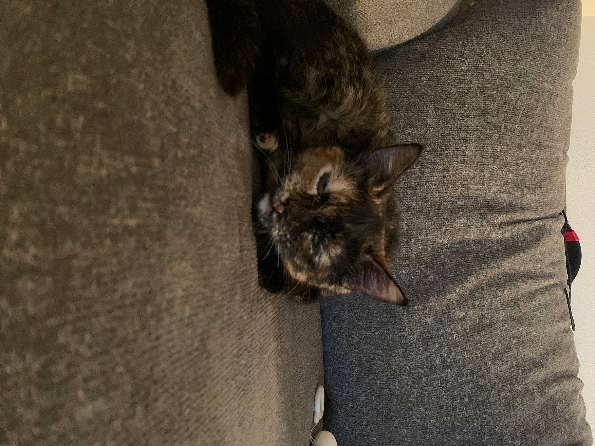 Nilly is registered to the contest to win money with this photo: black_cat, canidae, carnivore, cat, claw, comfort, dog_breed, domestic_short_haired_cat, eye, fawn, felidae, fur, grey, sleeve, small_to_medium_sized_cats, snout, t_shirt, tail, terrestrial_animal, whiskers