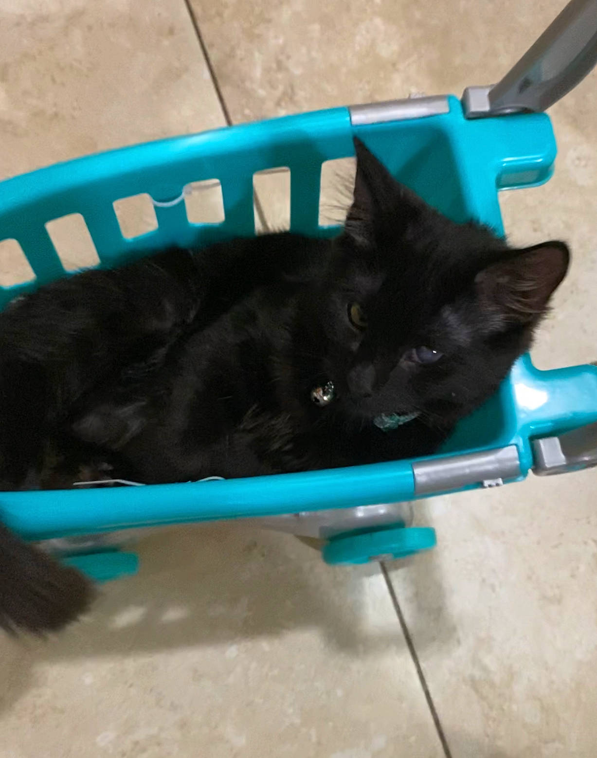 Teddy joined the competition — help win amazing prizes! black_cat, bombay, carnivore, cat, cat_supply, collar, comfort, dog_breed, domestic_short_haired_cat, electric_blue, felidae, pet_supply, small_to_medium_sized_cats, sporting_group, tail, whiskers