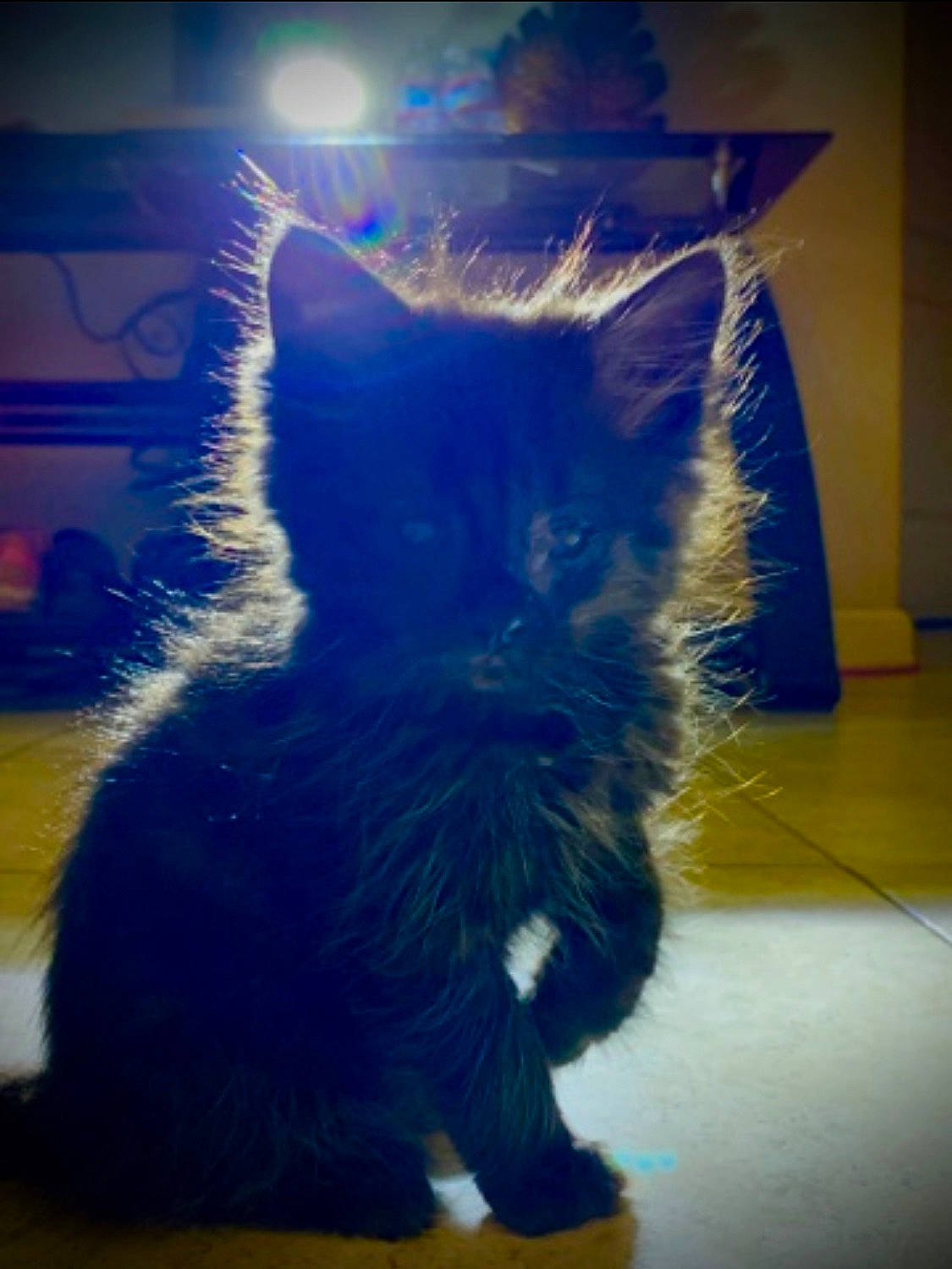 Teddy joined the competition — help win amazing prizes! art, black_cat, carnivore, cat, claw, domestic_short_haired_cat, electric_blue, felidae, floor, flooring, fur, human_leg, lens_flare, paw, small_to_medium_sized_cats, snout, tail, tints_and_shades, whiskers, window