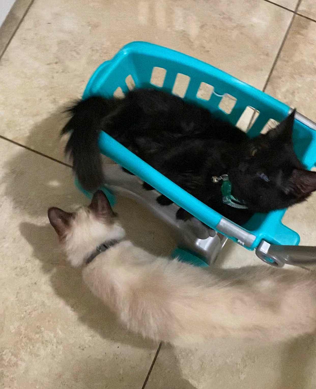 Teddy joined the competition — help win amazing prizes! bag, canidae, carnivore, cat, collar, companion_dog, dog_breed, dog_supply, electric_blue, fashion_accessory, fawn, felidae, fur, leash, pet_supply, small_to_medium_sized_cats, snout, sporting_group, tail, whiskers