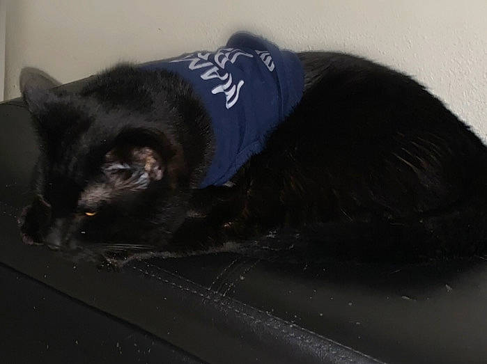 Bigbear joined the competition — help win amazing prizes! black_cat, carnivore, cat, claw, comfort, darkness, dog_breed, domestic_short_haired_cat, electric_blue, felidae, fur, grey, small_to_medium_sized_cats, snout, tail, terrestrial_animal, whiskers