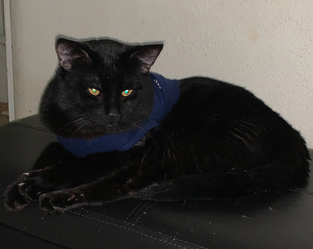 Bigbear joined the competition — help win amazing prizes! black_cat, bombay, carnivore, cat, claw, comfort, domestic_short_haired_cat, electric_blue, felidae, fur, grey, sitting, small_to_medium_sized_cats, snout, tail, terrestrial_animal, whiskers