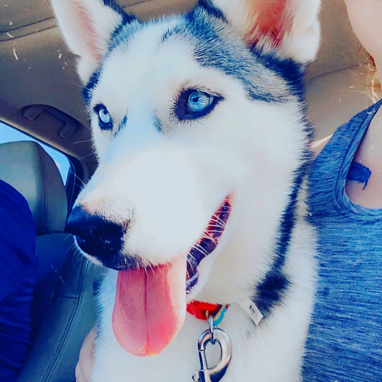 Sakari is registered to the contest to win money with this photo: canidae, canis, carnivore, collar, companion_dog, dog, dog_breed, electric_blue, fur, jaw, recreation, siberian_husky, sled_dog, snout, sporting_group, square, whiskers, white, wolf, working_dog