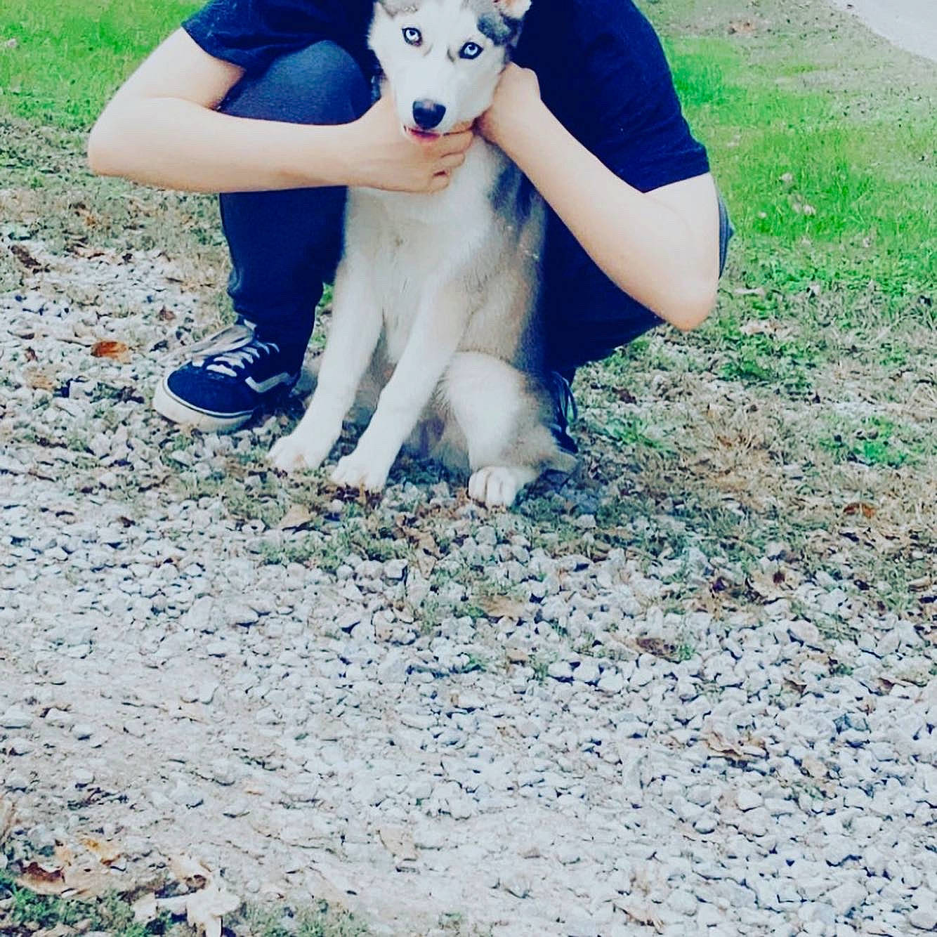 Sakari joined the competition — help win amazing prizes! canidae, carnivore, companion_dog, dog, dog_breed, fawn, gesture, grass, happy, human_leg, knee, leisure, mammal, people_in_nature, recreation, sitting, soil, sporting_group, t_shirt, tail