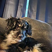 Olivia is registered to the contest to win money with this photo: animal, black, comfort, companion, couch, cozy, curtains, cute, dog, domestic, fluffy, fur, indoor, looking, pet, puppy, relaxing, tan, window, young