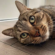 Miku a rejoint le concours — aidez-le/la à gagner de superbes lots ! animal, cat, close_up, curious, domestic_cat, ears, face, feline, floor, fur, green_eyes, indoor, lying_down, nose, pet, portrait, relaxed, tabby, whiskers, wooden_floor