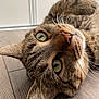 Miku participe au concours pour gagner de l'argent avec cette photo : animal, cat, close_up, curious, cute, ears, face, feline, floor, fur, green_eyes, indoor, lying_down, nose, pet, portrait, relaxed, tabby, whiskers, wooden_floor