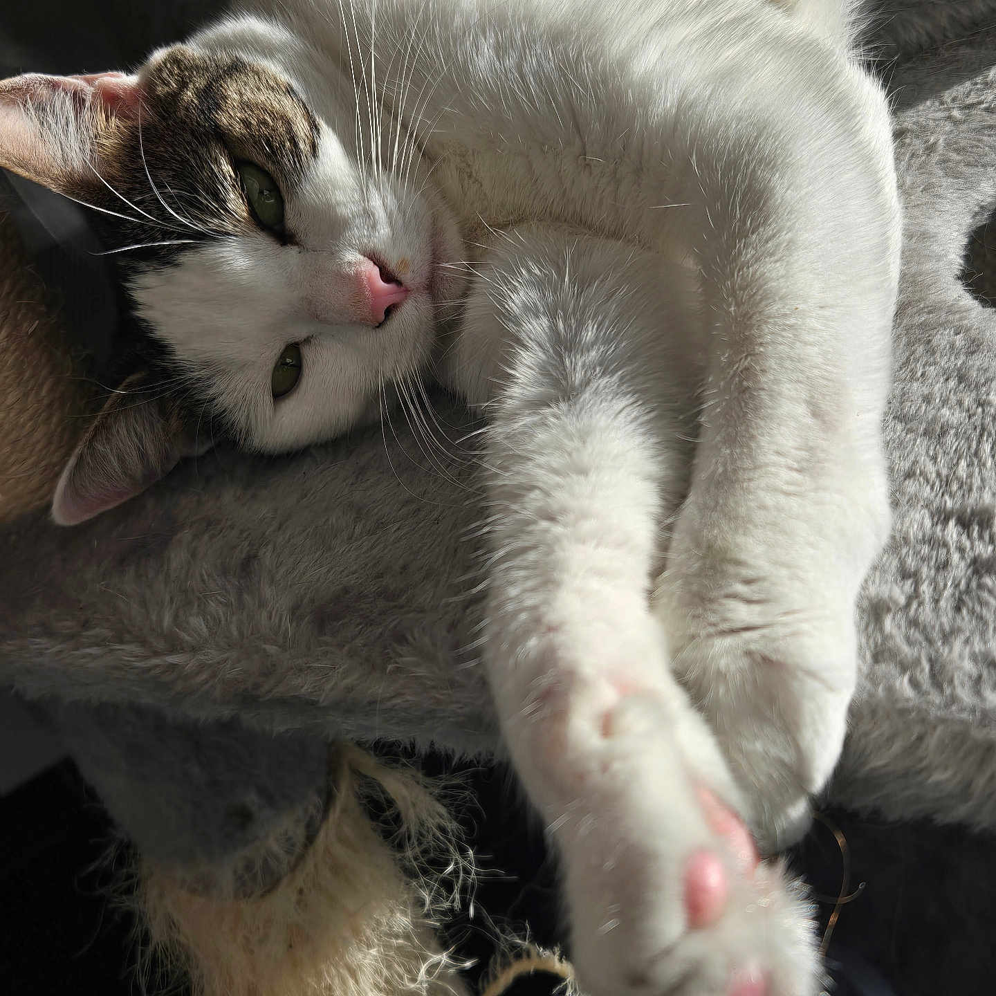 Clochette participe au concours pour gagner de l'argent avec cette photo : animal, cat, cat_tree, close_up, cozy, cute, feline, fur, indoor, paw, pet, pink_pads, relaxed, sleepy, soft_texture, stretching, sunlight, tabby, whiskers, white_cat