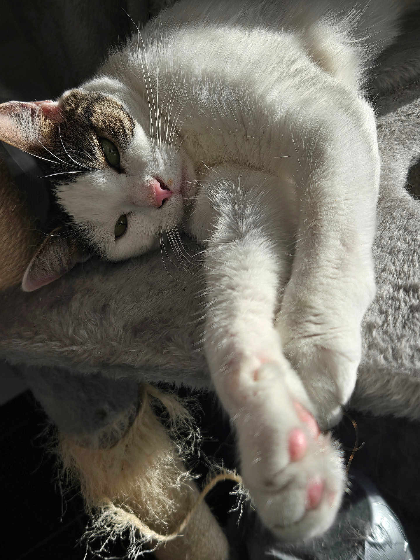 Clochette participe au concours pour gagner de l'argent avec cette photo : cat, white_cat, tabby, pet, animal, feline, paw, pink_pads, stretching, relaxed, sunlight, cozy, cat_tree, fur, whiskers, indoor, sleepy, close_up, soft_texture, cute