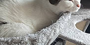 Clochette a rejoint le concours — aidez-le/la à gagner de superbes lots ! cat, cat_tree, indoor, pet, feline, relaxed, sleepy, white_cat, black_and_white, plush, cozy, animal, fur, resting, hammock, soft_texture, floor, home, quiet, comfortable