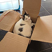 Clochette a rejoint le concours — aidez-le/la à gagner de superbes lots ! animal, background, black_spots, cardboard_box, casual, cat, cozy, curious, fabric, feline, floor, home, indoor, leopard_print, pet, resting, shadow, soft_light, tile_floor, white_cat