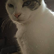 Clochette participe au concours pour gagner de l'argent avec cette photo : cat, tabby, close_up, white, gray, fur, whiskers, ear, face, pet, animal, indoor, soft_light, shadow, heart, cozy, grainy, portrait, cute, feline