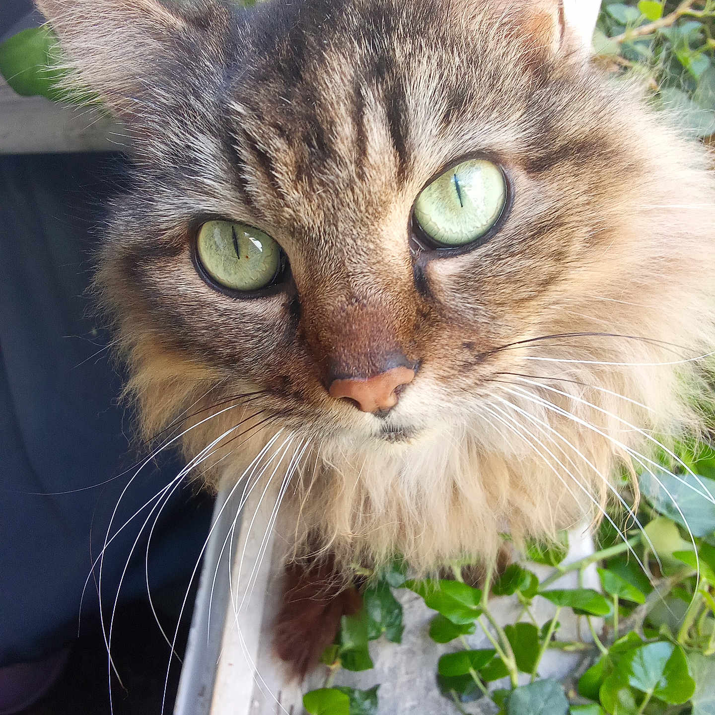 Leo-Pauldine a rejoint le concours — aidez-le/la à gagner de superbes lots ! abyssinian, angora, animal, cat, herbs, ivy, kitten, leaf, manx, pet, plant, siamese