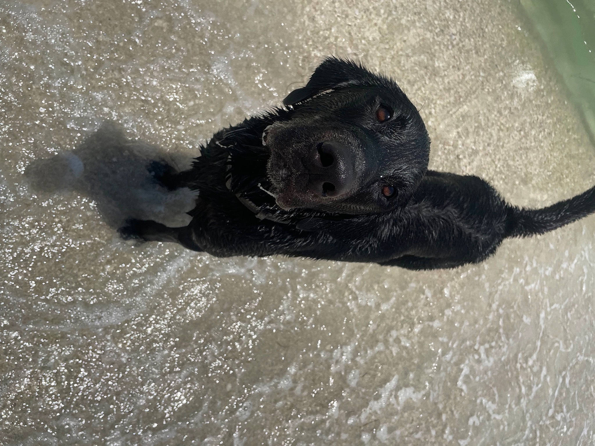 Dallas is registered to the contest to win money with this photo: beach, dog_breed, foot, shadow, sporting_group, water, wind_wave, working_animal