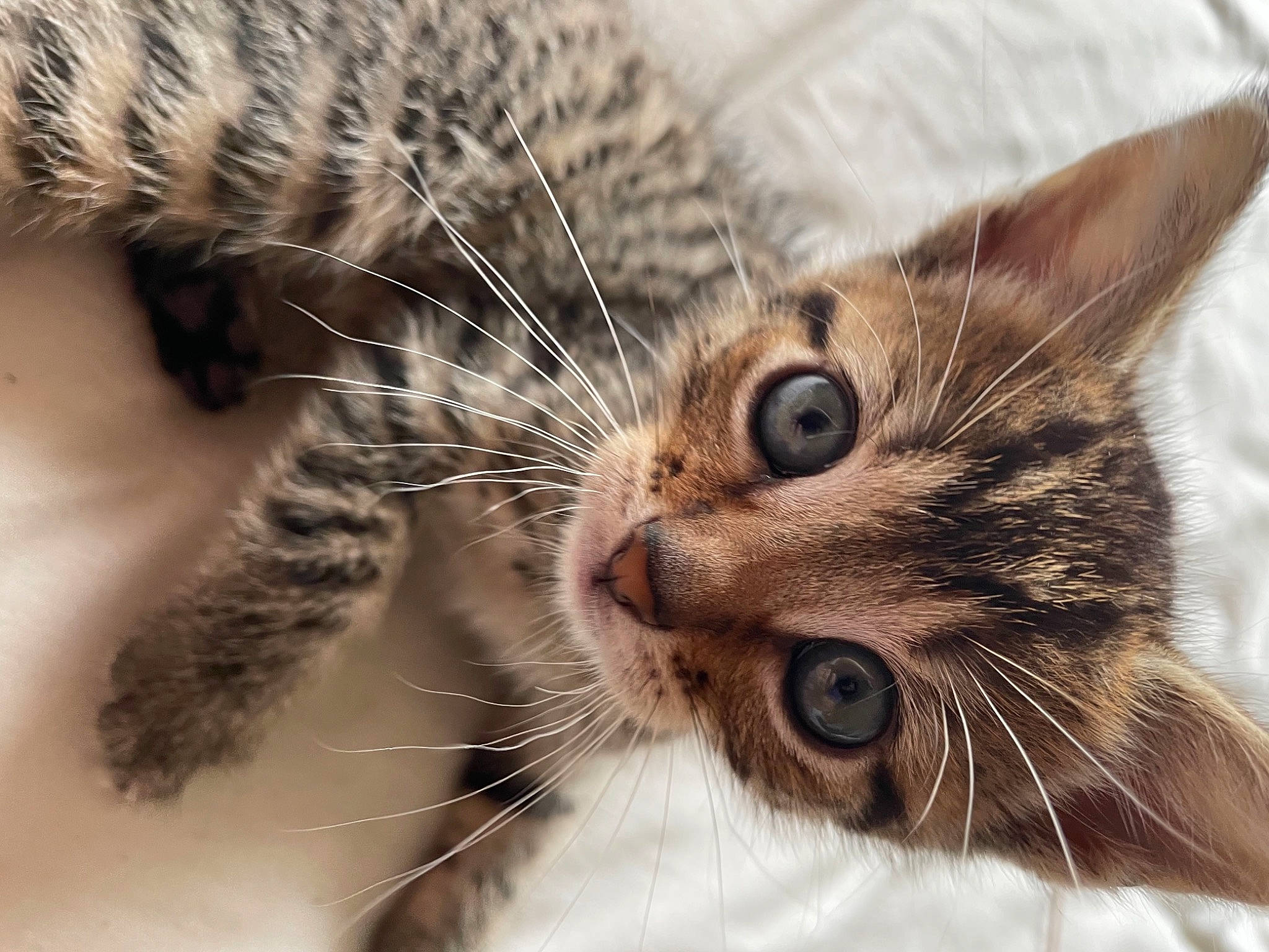 Stanley joined the competition — help win amazing prizes! carnivore, cat, claw, close_up, domestic_short_haired_cat, ear, felidae, fur, macro_photography, paw, small_to_medium_sized_cats, snout, terrestrial_animal, tree, whiskers, wildlife