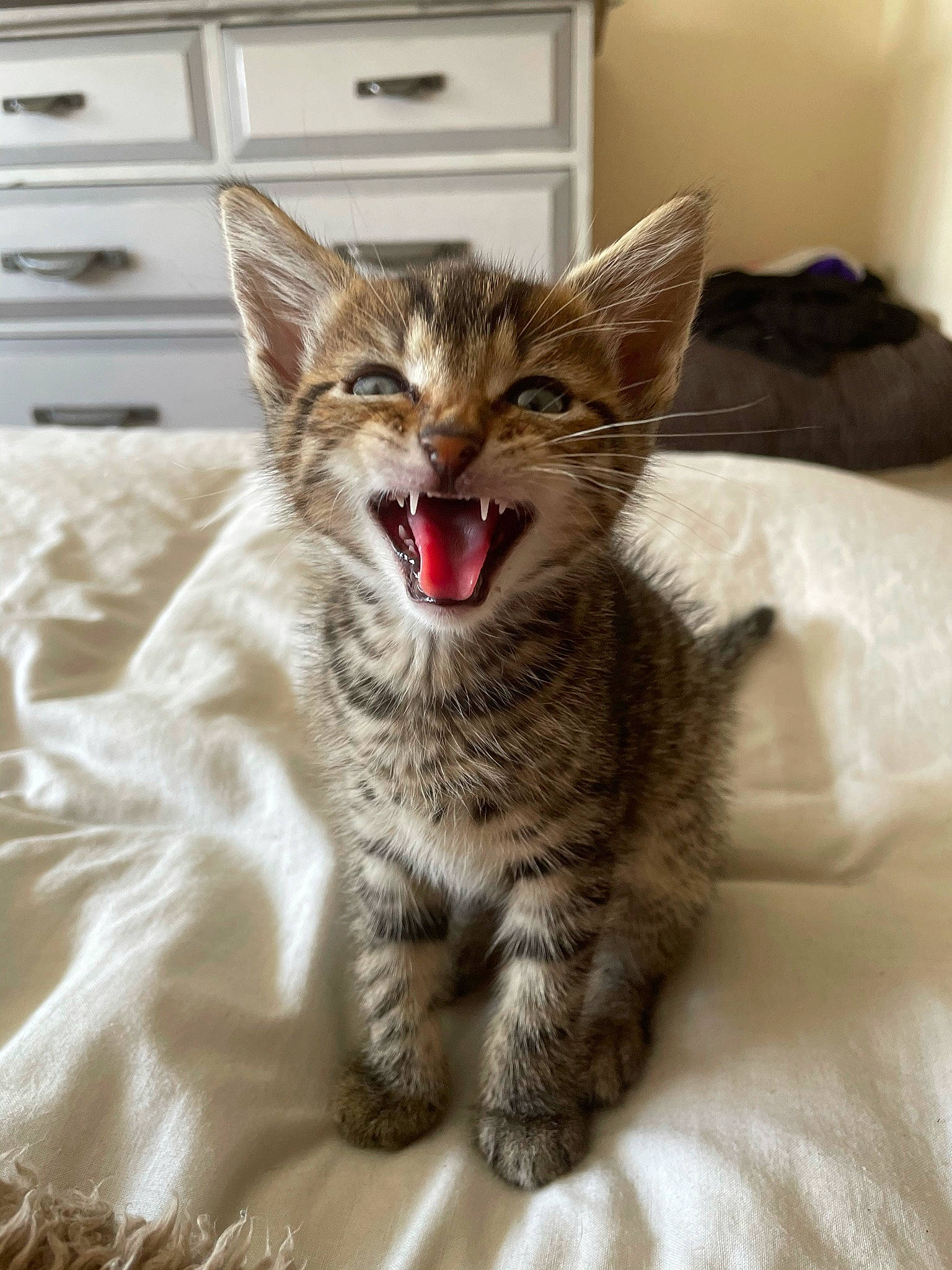 Stanley is registered to the contest to win money with this photo: cabinetry, carnivore, cat, chest_of_drawers, claw, comfort, domestic_short_haired_cat, door, drawer, eye, felidae, fur, grey, jaw, paw, small_to_medium_sized_cats, snout, whiskers, window, yawn