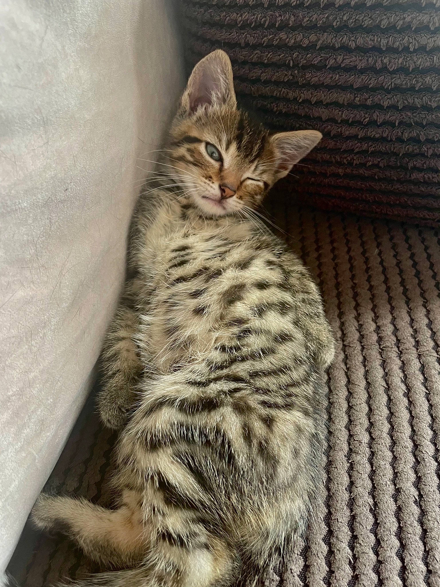 Stanley joined the competition — help win amazing prizes! carnivore, cat, claw, comfort, domestic_short_haired_cat, fawn, felidae, foot, fur, pattern, paw, sitting, small_to_medium_sized_cats, tail, terrestrial_animal, whiskers