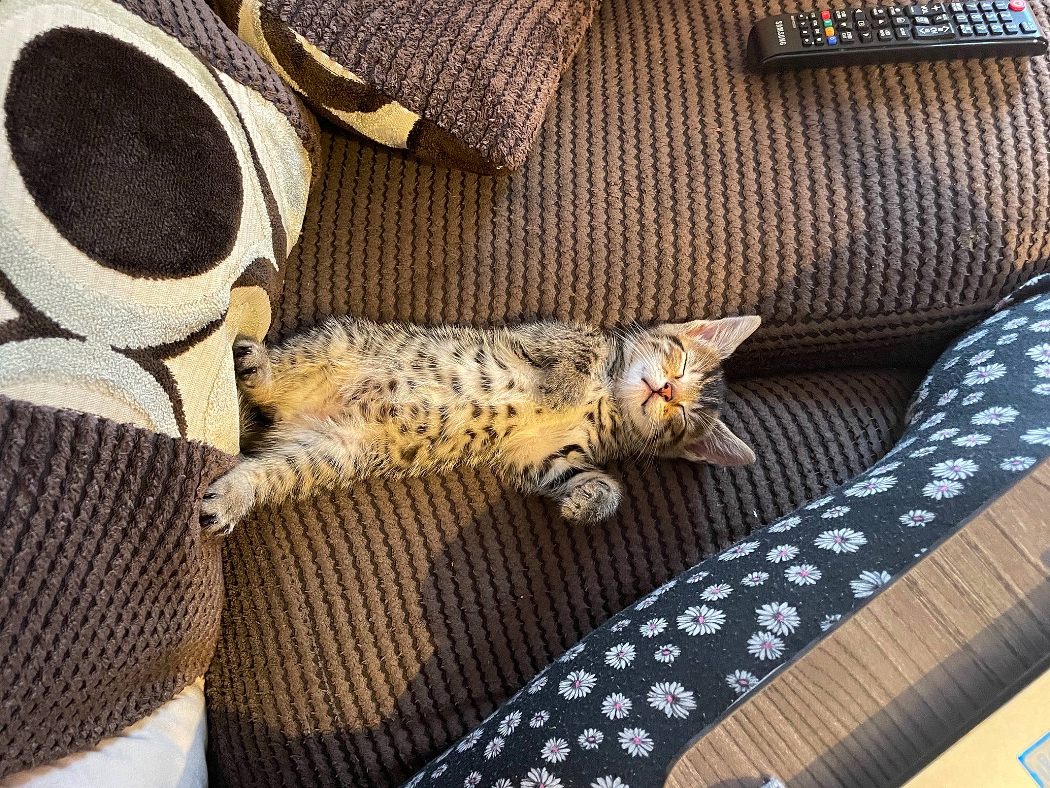 Stanley is registered to the contest to win money with this photo: bag, carnivore, cat, comfort, couch, fawn, felidae, flooring, grey, linens, living_room, mammal, pattern, small_to_medium_sized_cats, studio_couch, tail, textile, vertebrate, whiskers, wood