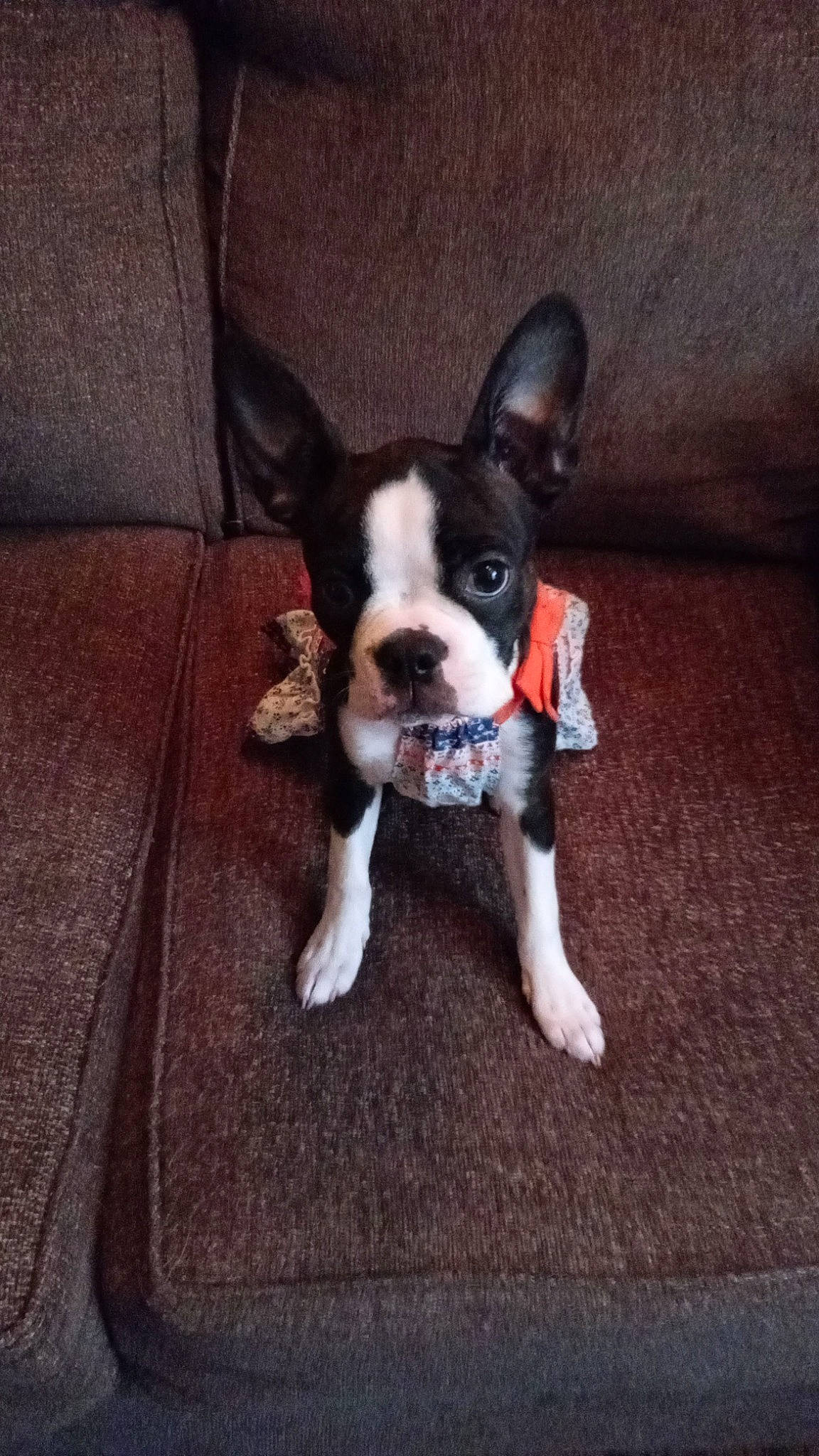 Zena joined the competition — help win amazing prizes! boston_terrier, canidae, carmine, carnivore, comfort, companion_dog, couch, dog, dog_breed, ear, fawn, flooring, head, plant, snout, sporting_group, tail, toy_dog, whiskers, working_animal