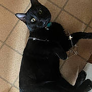 Mittens Aka Mittys joined the competition — help win amazing prizes! animal, black_cat, black_fur, cat, close_up, collar, curious, decoration, domestic_cat, floor, fur, indoor, lying_down, paws, pet, playful, star_garland, tile_floor, whiskers, wide_eyes