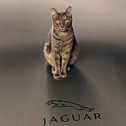 Lola participe au concours pour gagner de l'argent avec cette photo : alert, animal, brand, calm, cat, cute, domestic_cat, ears, feline, gray, indoor, jaguar, logo, pet, posing, sitting, smooth_surface, tabby, whiskers, yellow_eyes