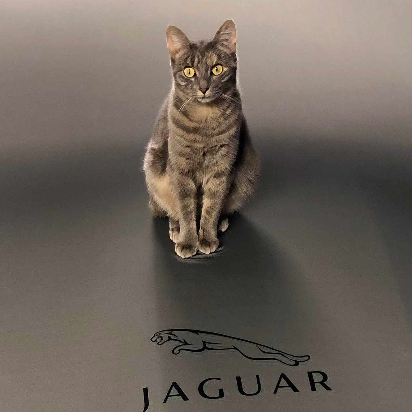 Lola participe au concours pour gagner de l'argent avec cette photo : alert, animal, brand, calm, cat, cute, domestic_cat, ears, feline, gray, indoor, jaguar, logo, pet, posing, sitting, smooth_surface, tabby, whiskers, yellow_eyes