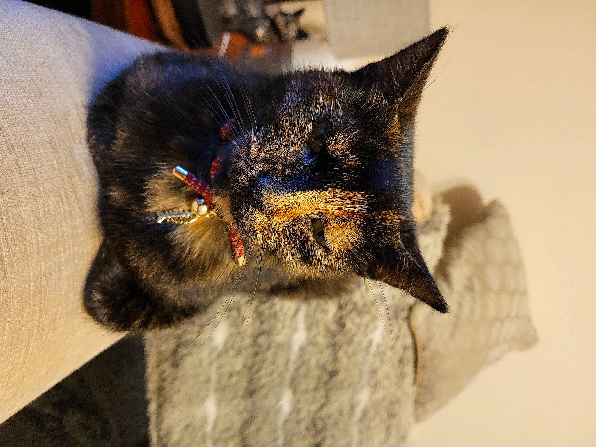 Echo joined the competition — help win amazing prizes! black_cat, carnivore, cat, claw, domestic_short_haired_cat, ear, felidae, fur, paw, small_to_medium_sized_cats, snout, terrestrial_animal, whiskers