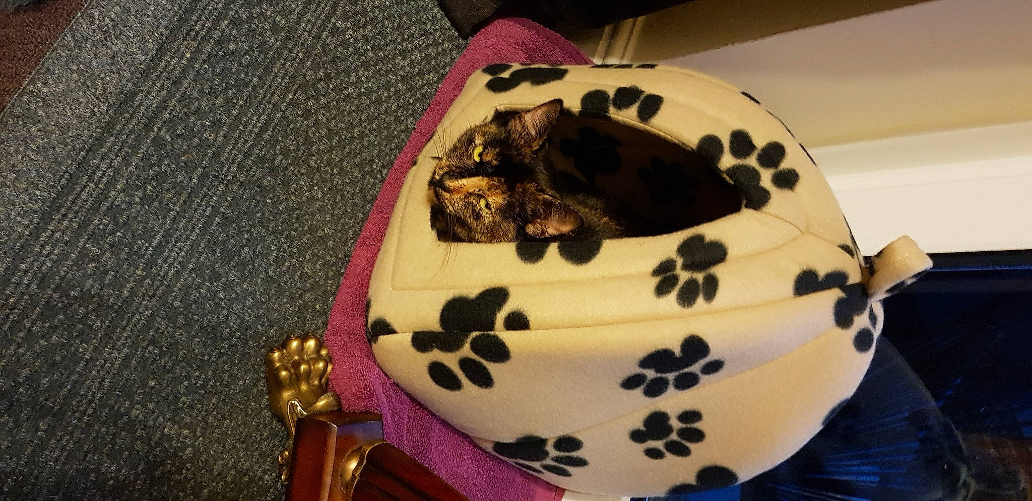 Echo is registered to the contest to win money with this photo: baked_goods, birthday_cake, cake, cake_decorating, cake_decorating_supply, cake_stand, cuisine, dessert, dishware, fashion_accessory, fondant, food, icing, ingredient, insect, kuchen, rose, serveware, sugar_cake, sweetness