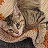 cat, kitten, tabby, animal, pet, fur, whiskers, ears, eyes, blanket, knitted, cozy, paws, resting, cute, indoor, closeup, texture, soft, curious