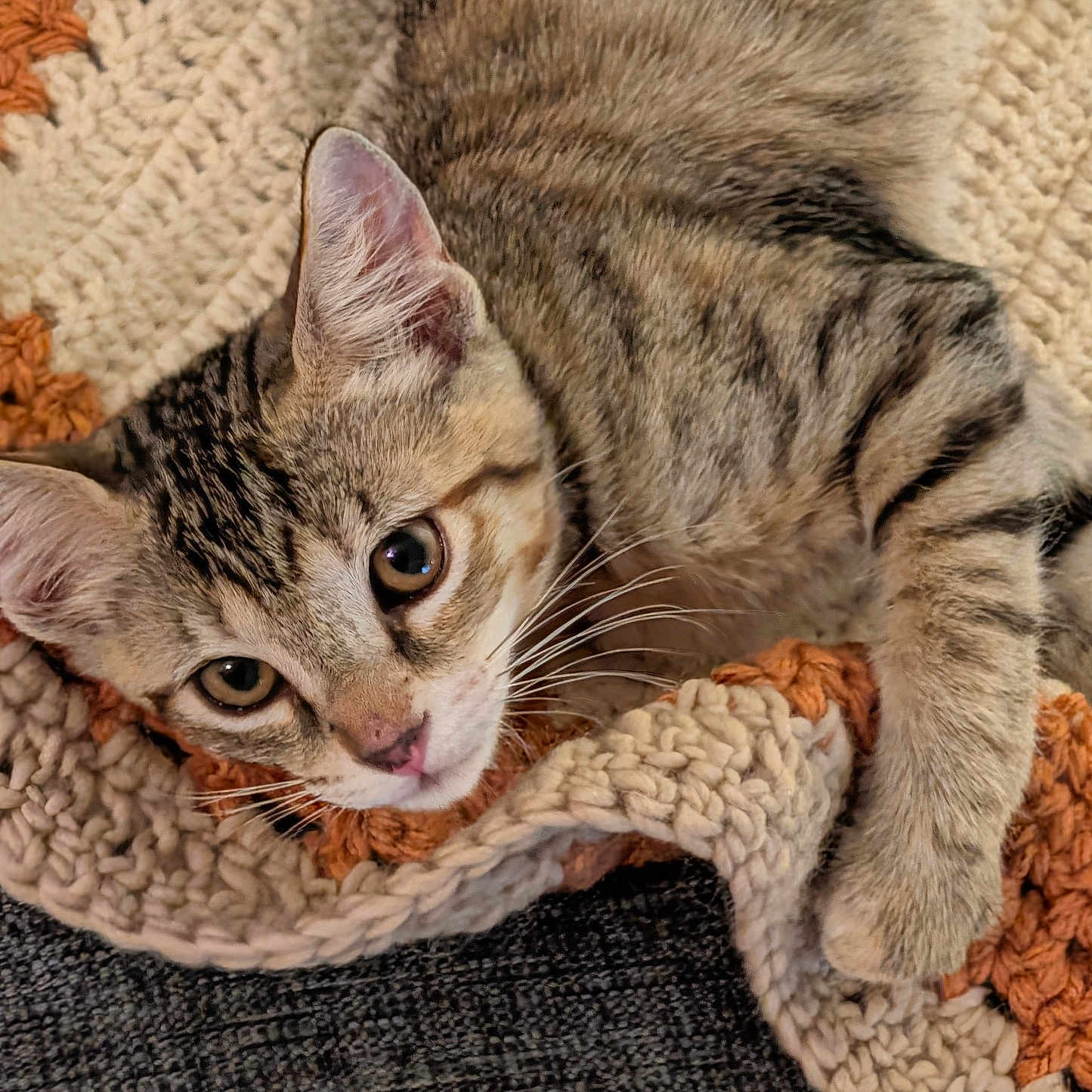 Elizabeth joined the competition — help win amazing prizes! cat, kitten, tabby, animal, pet, fur, whiskers, ears, eyes, blanket, knitted, cozy, paws, resting, cute, indoor, closeup, texture, soft, curious