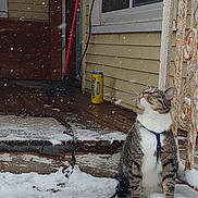 Boots is registered to the contest to win money with this photo: animal, can, cat, chain, curious, door, falling_snow, harness, iced_tea, outdoor, pet, porch, rust, sitting, snow, tabby_cat, window, winter, wooden_floor, yellow_can