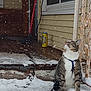 animal, can, cat, chain, curious, door, falling_snow, harness, iced_tea, outdoor, pet, porch, rust, sitting, snow, tabby_cat, window, winter, wooden_floor, yellow_can