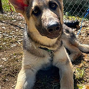 Max is registered to the contest to win money with this photo: dog, puppy, german_shepherd, outdoor, sunlight, grass, fence, pet, canine, animal, lying_down, ears, nose, eyes, collar, ground, nature, daylight, head_tilt, curious