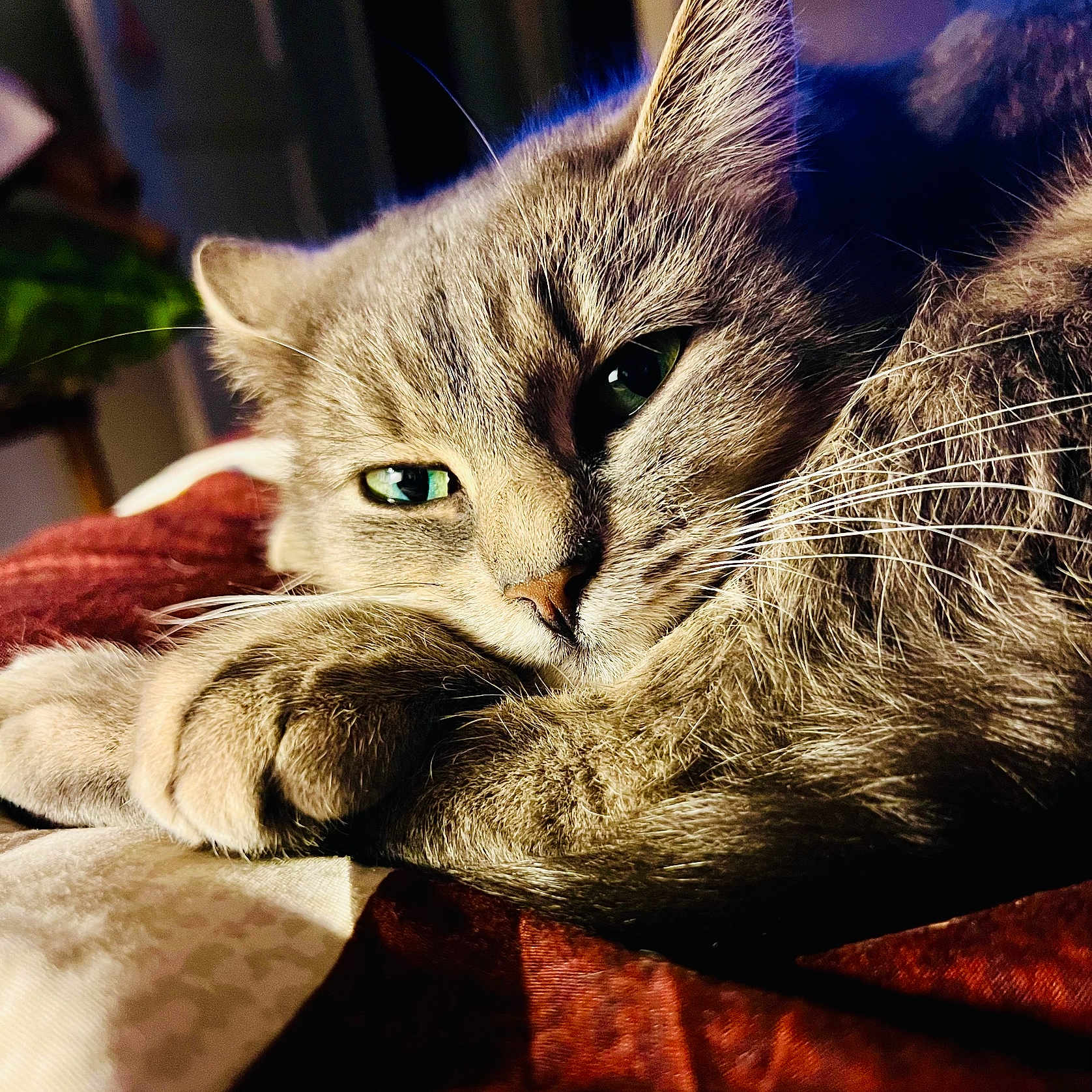 Praline