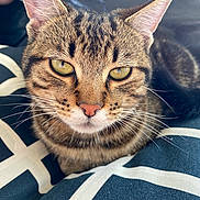 Lou participe au concours pour gagner de l'argent avec cette photo : animal, cat, close_up, cushion, cute, domestic, ears, eyes, feline, fur, indoor, nose, pattern, pet, relaxed, resting, soft, striped, tabby, whiskers