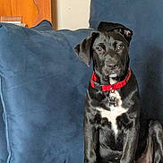 Scout joined the competition — help win amazing prizes! animal, black_dog, blanket, blue_cushion, canine, companion, cushion, cute, dog, domestic_animal, front_view, fur, indoor, looking, pet, puppy, red_collar, resting, sitting, young_dog