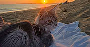 Balou a rejoint le concours — aidez-le/la à gagner de superbes lots ! animal, beach, calm, cat, dusk, feline, fur, horizon, nature, outdoor, pet, relaxing, sand, scenic, sea, sky, sun, sunset, towel, wildlife