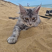 Balou a rejoint le concours — aidez-le/la à gagner de superbes lots ! animal, beach, cat, closeup, ears, feline, gray_fur, kitten, nature, outdoor, paw, pet, portrait, relaxing, sand, sea, shoes, sky, walking_person, whiskers