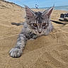 animal, beach, cat, closeup, ears, feline, gray_fur, kitten, nature, outdoor, paw, pet, portrait, relaxing, sand, sea, shoes, sky, walking_person, whiskers