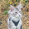 Balou participe au concours pour gagner de l'argent avec cette photo : amber_eyes, animal, cat, closeup, curious, ears, feline, fur, grass, greenery, harness, leash, nature, outdoor, pet, portrait, silver_tabby, sitting, whiskers, young_cat