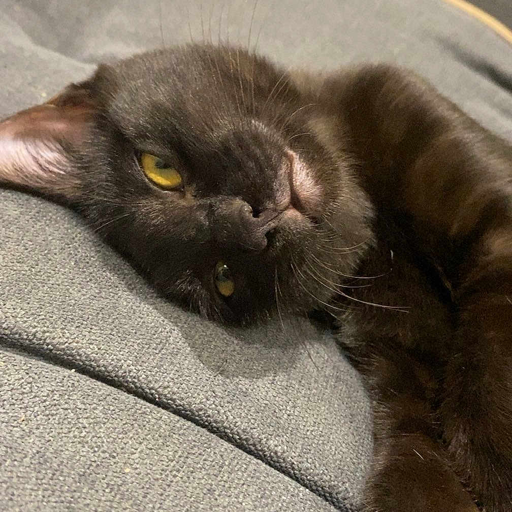 Perla