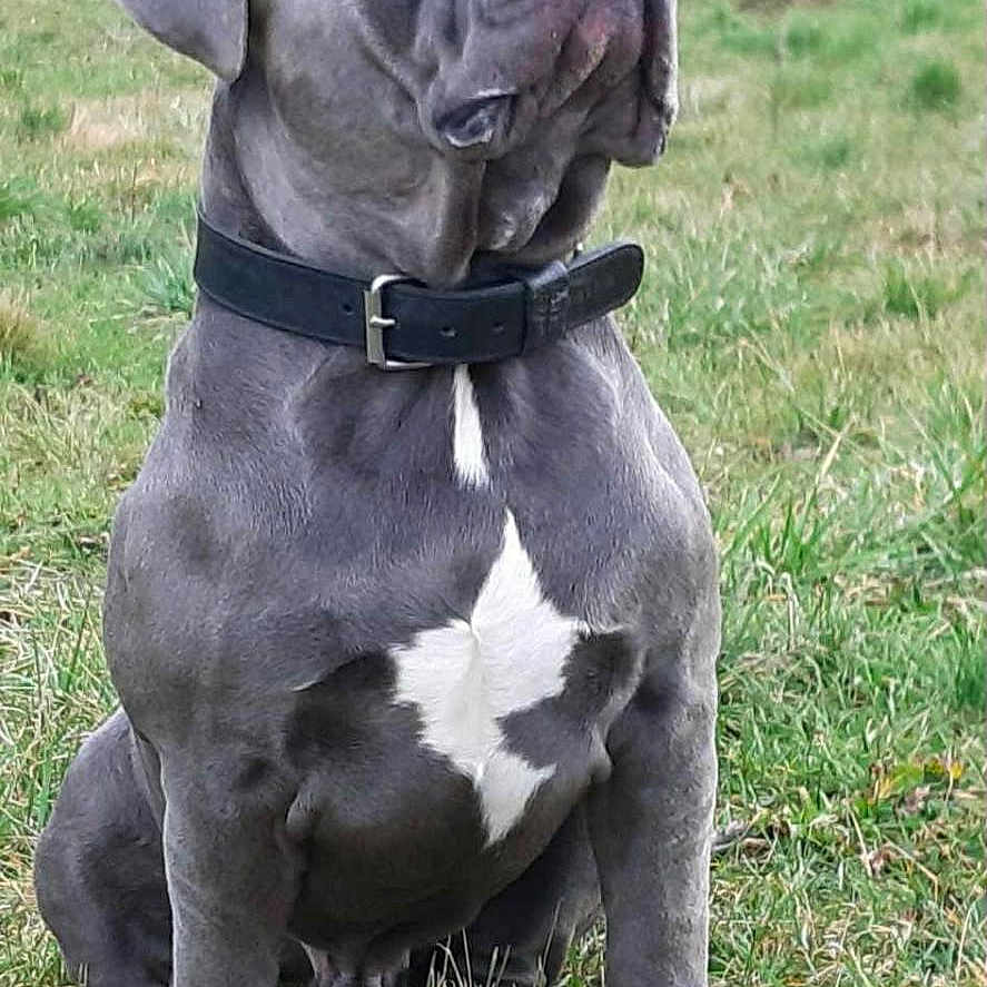 Pablo participe au concours pour gagner de l'argent avec cette photo : dog, canine, sitting, grass, outdoor, collar, pet, animal, nature, field, mammal, gray, white_patch, alert, portrait, grassland, muscular, ears, snout, daylight