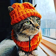 Sprite joined the competition — help win amazing prizes! cat, tabby_cat, knitted_hat, orange_hat, green_eyes, whiskers, window, natural_light, cozy, pet, animal, fur, paws, indoors, portrait, cute, fall_fashion, warm_clothing, sitting, looking_outside