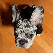 Oreo is registered to the contest to win money with this photo: dog, french_bulldog, puppy, merle, ears, floor, wooden_floor, pet, canine, looking_up, black_shirt, domestic_animal, indoor, adorable, young_dog, fur, small_dog, companion, cute, animal